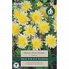 view Freya`s Paso Doble Dahlia details