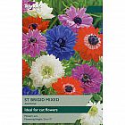 view Anemone St. Brigid Mixed details