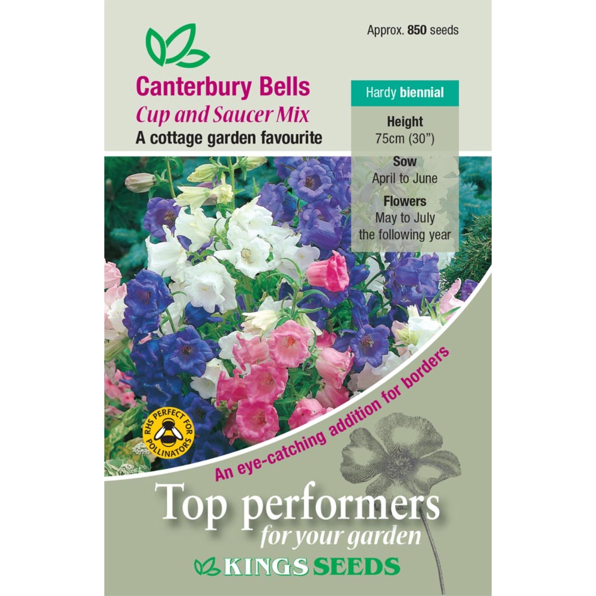 thumbnail image 2 of Buy Canterbury Bells - Cup And Saucer Mix Seeds Online | Happy Valley Seeds 2 of 13